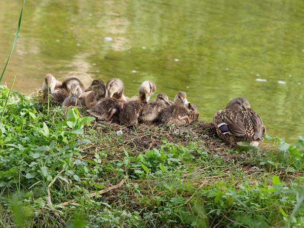 <h3><a href="/trips/extramadura/biota/animalia/chordata/aves/007 anseriformes/003 anatidae/anas platyrhynchos/anas platyrhynchos-nl.html">Anas&nbsp;platyrhynchos</a> / Mallard / Wilde&nbsp;eend</h3>OM-1 Mark II met OLYMPUS M.150-400mm F4.5, 1/2000 sec  bij F4.5, ISO 2500, afstand 13.1&nbsp;m